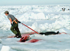 cazador de focas canada